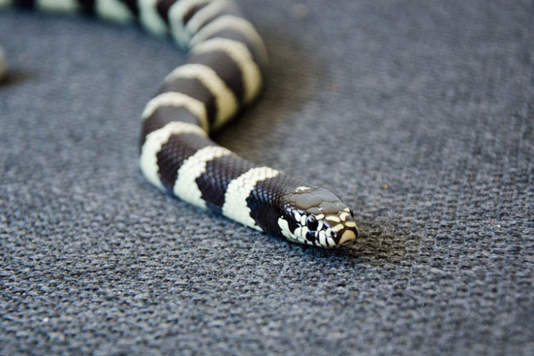 Black and White Snake Dream Meaning