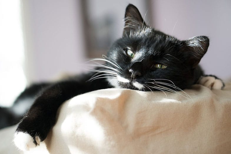 Cat on the Corner of the Bed