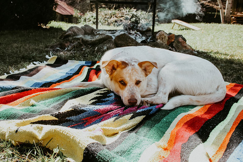 Dog on Blanket