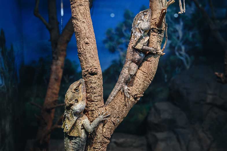 Iguanas in Trees