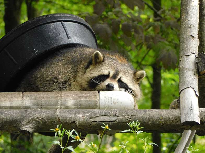 Sleeping Raccoon