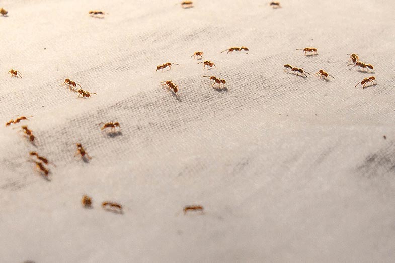 how to get rid of ants in bed