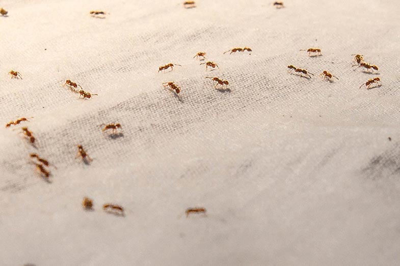 How to Get Rid of Ants in Your Bed (5 Tips) Smart