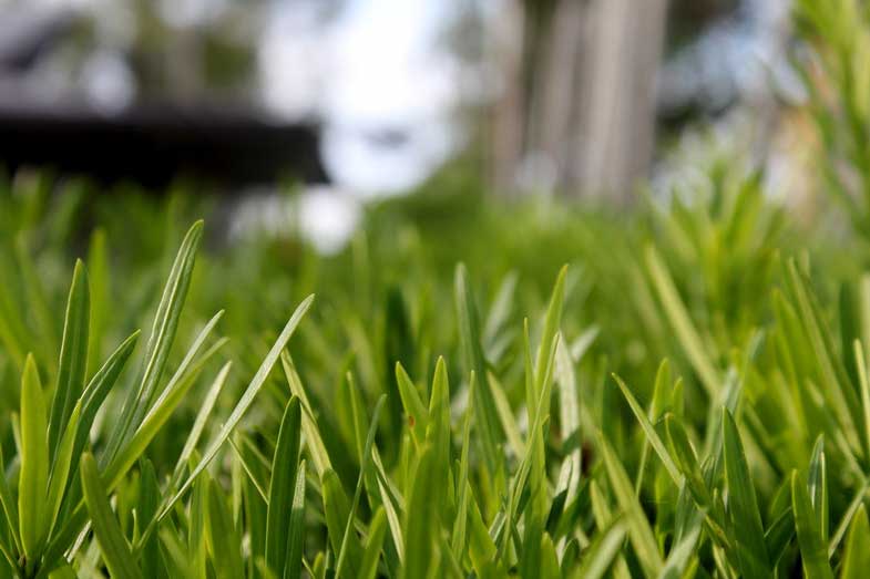 Close Up Photo of Grass