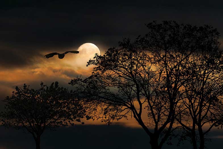 Owl Flying at Night During Full Moon