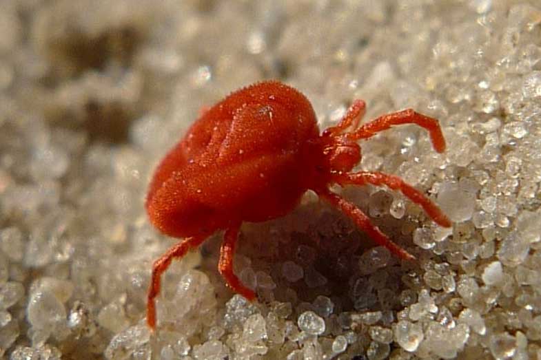 Tiny Red Bugs In Bed What Are They Smart Sleeping Tips   Tiny Red Bug Clover Mite 