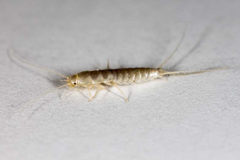 Silverfish Bug